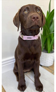 Fabric Adjustable Dog Collar - Pink - S/M/L - Matching Lead Available