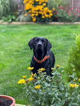 Load image into Gallery viewer, Biothane Waterproof Collar - Orange/Silver
