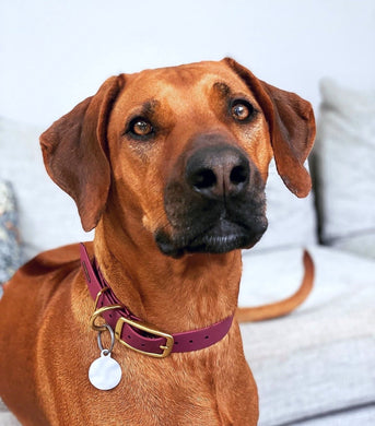 Biothane Waterproof Collar - Wine Red/Brass