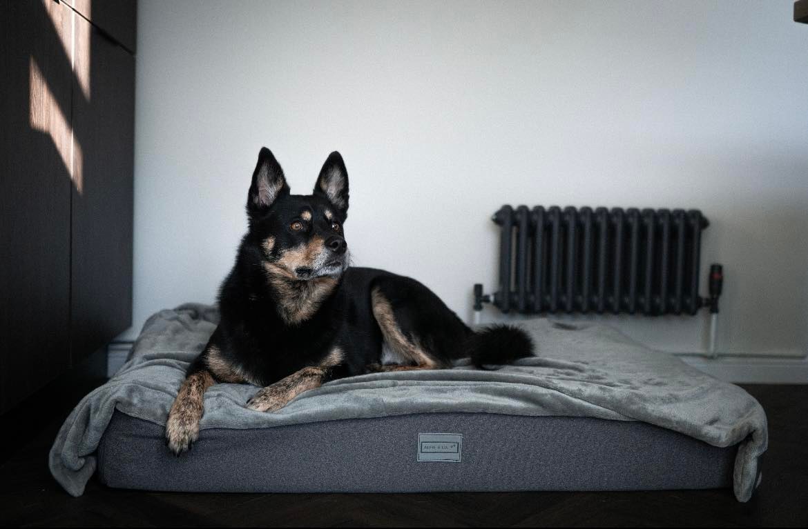 The Mattress Bed