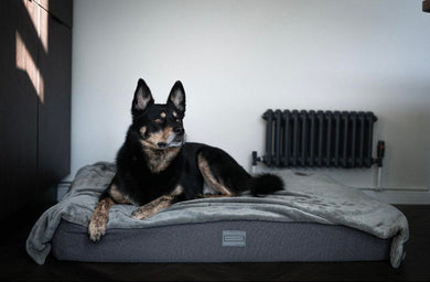 The Mattress Bed