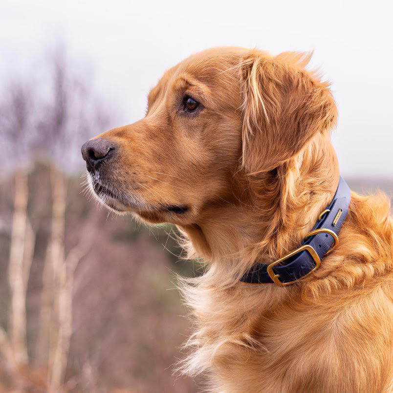 Biothane Waterproof Collar - Navy/Brass