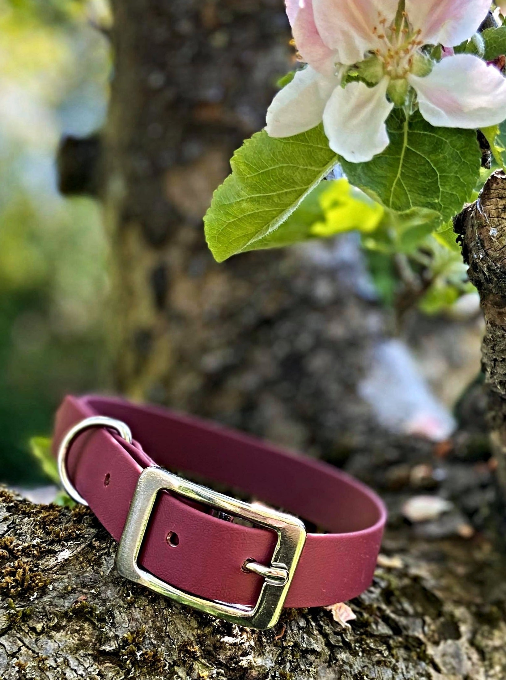 Biothane Waterproof Collar - Wine Red