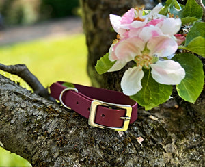 Biothane Waterproof Collar - Wine Red