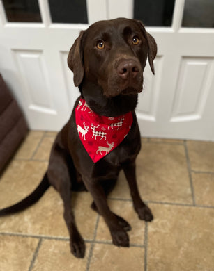 Red Reindeer Christmas Bandana