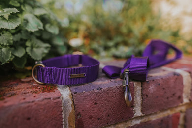*PRICED TO CLEAR* Classic Collar Collection - Purple