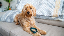 Load image into Gallery viewer, Biothane Waterproof Collar - Forest Green