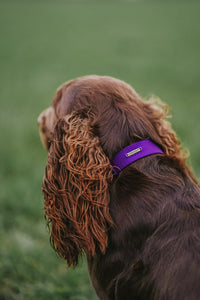Classic Collar Collection - Purple