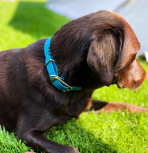 Load image into Gallery viewer, Biothane Waterproof Collar - Turquoise/Brass